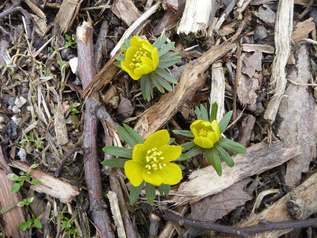 Colli Euganei  :  Eranthis hyemalis